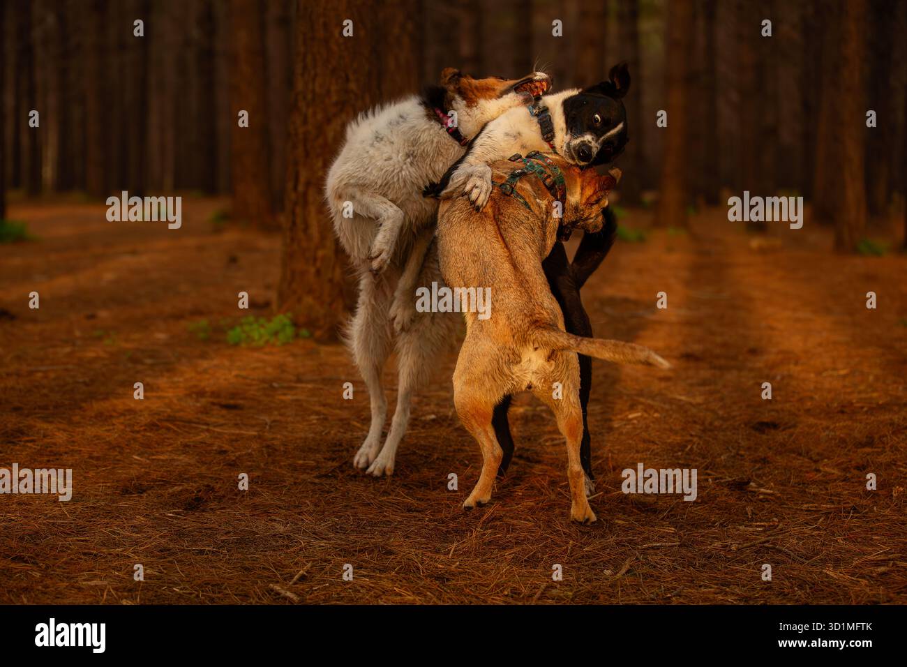 3 Hunde spielen zusammen im goldenen Licht eines Waldes, während sie mitten im Sprung im natürlichen Glanz des Waldbodens mit fröhlicher Verlassenheit kämpfen Stockfoto