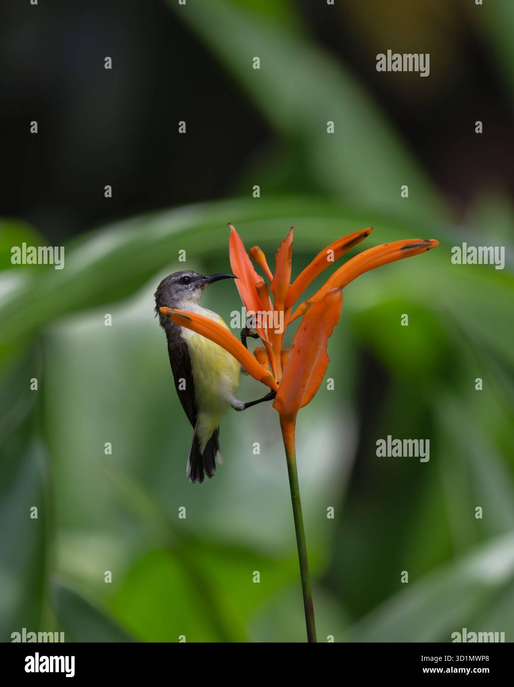 Nahaufnahme eines weiblichen Purple-rumped sunbird (Leptocoma zeylonica), der auf den Flammen der Waldblumen im Garten thront. Stockfoto