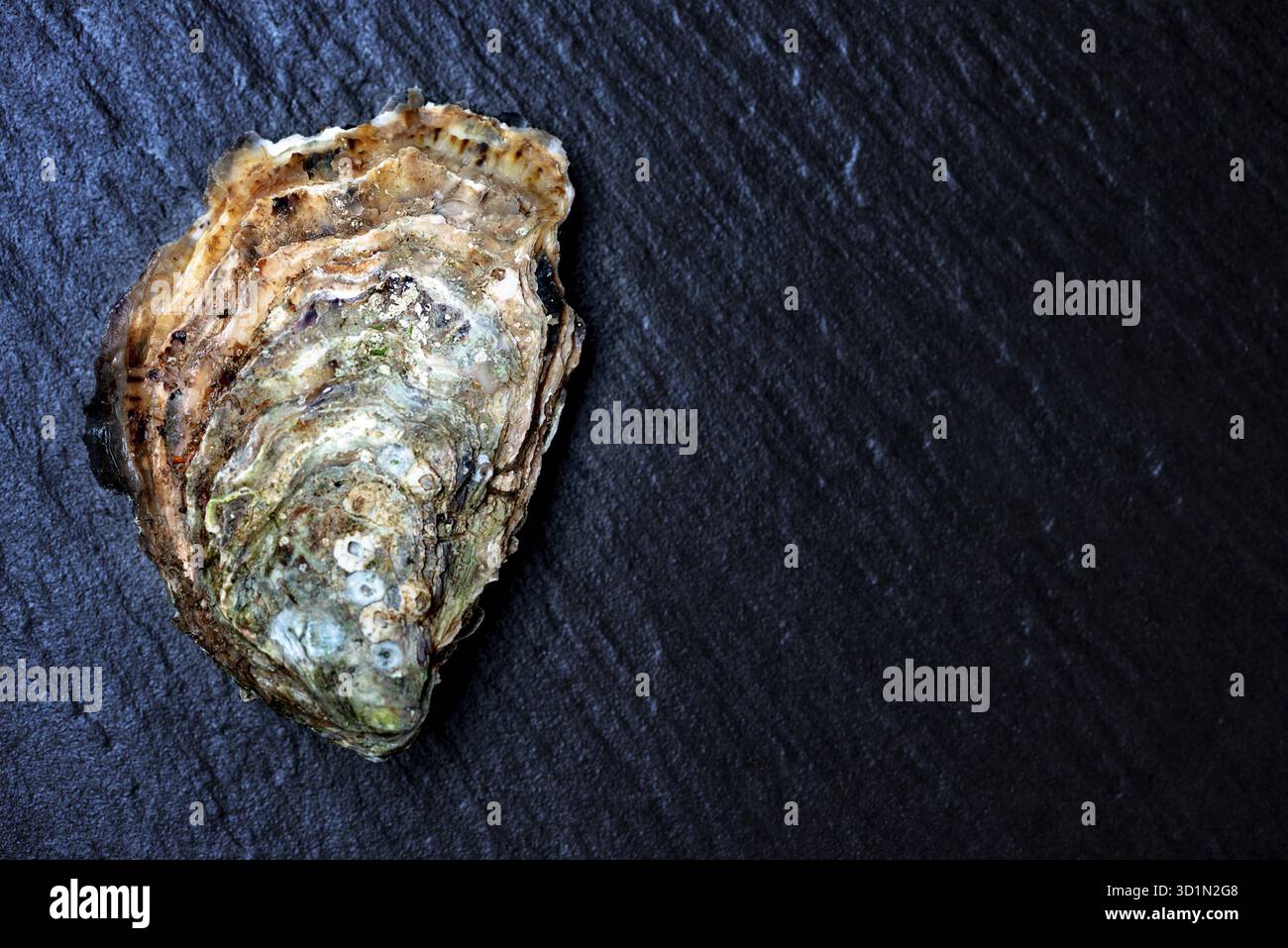 Rohe Austern auf Steinoberfläche mit Kopierpaste Stockfoto