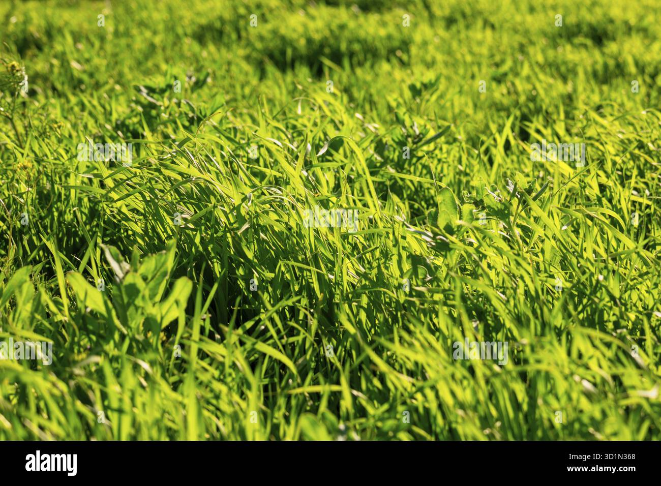 Ungeschnittenes Gras, das im Sommer am Nachmittag von der Tagessonne beleuchtet wird Stockfoto