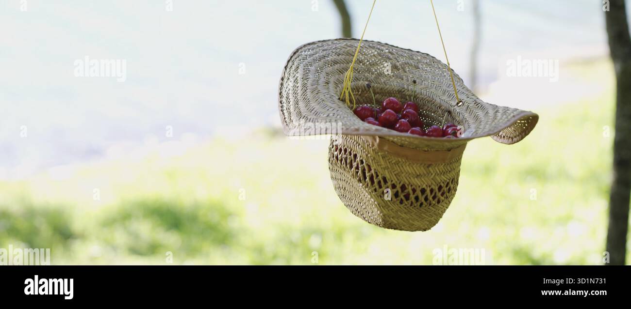 Eimer mit frisch gepflückten Kirschen in einem Strohhut Stockfoto