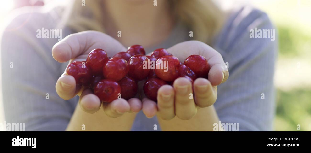 Zwei Hände halten Bündel von frischen Kirschen Stockfoto