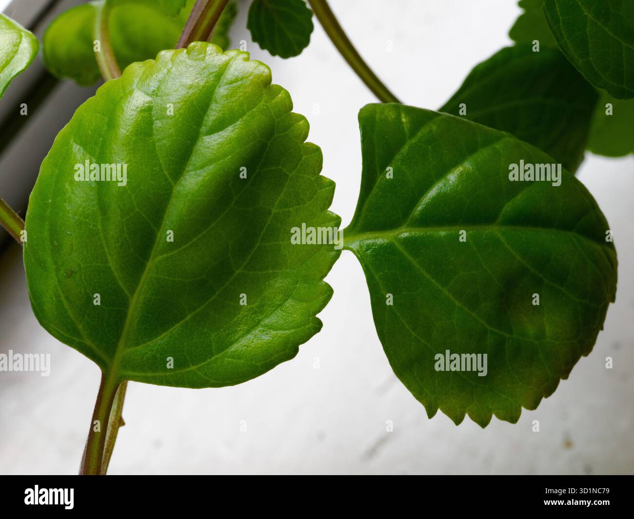 Bltter von plectranthus verticillatus, auch bekannt als schwedischer Efeu,  im Oktober Stockfotografie - Alamy