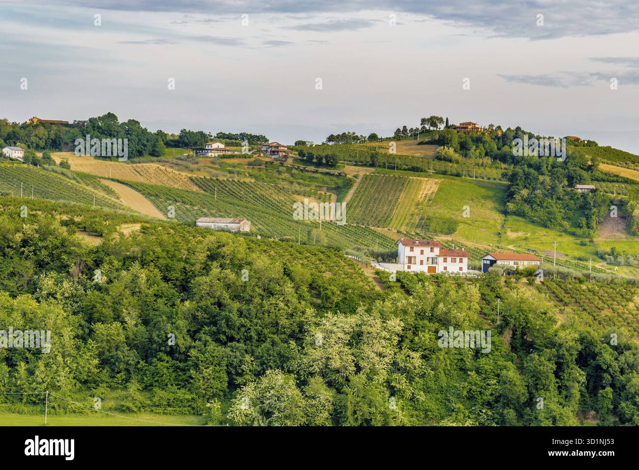 Der entspannende Blick auf die Oliven- und Pfirsichfelder der hügeligen Landschaft der Emilia Romagna in Italien Stockfoto