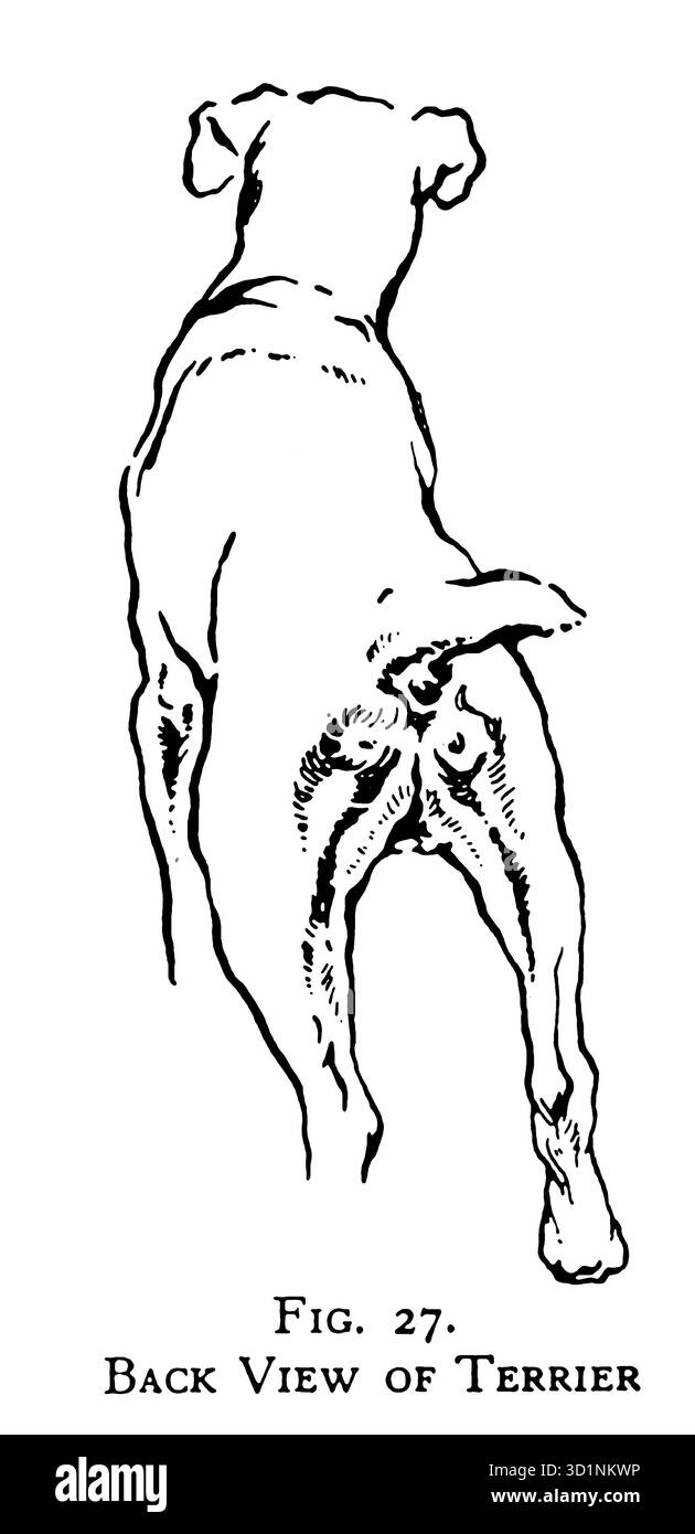 Rückansicht oder Terrier Animal Drawing and Anatomy von EDWIN NOBLE Erscheinungsdatum 1928 Herausgeber B. T. BATSFORD, LTD Stockfoto