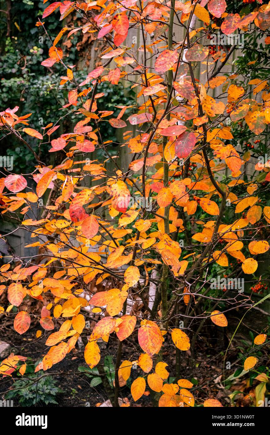 Amelanchier canadensis rosaceae. Jahreszeitliche Herbstfarbe, Stockfoto
