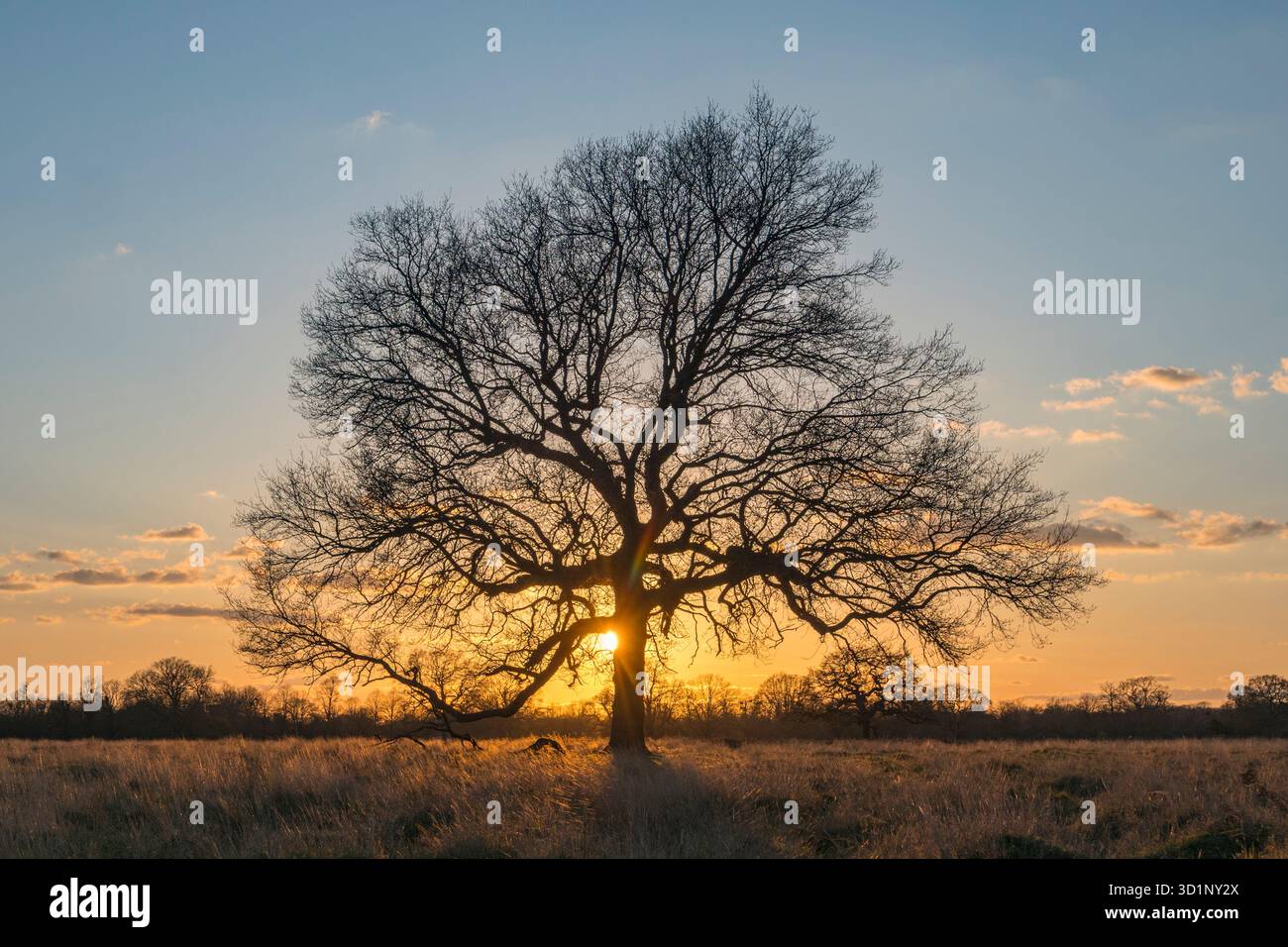 Eine Eiche in Silhouette vor einer wunderschönen untergehenden Sonne, Bushy Park, London, Großbritannien. Stockfoto
