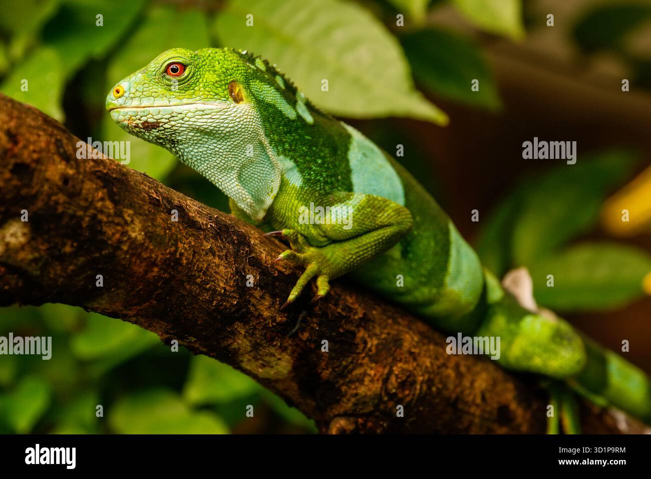 Männlicher Fidschi-Leguan (Brachylophus fasciatus) auf der Insel Viti Levu, Fidschi. Stockfoto