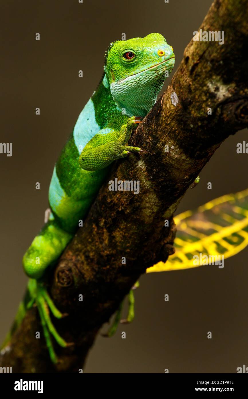 Männlicher Fidschi-Leguan (Brachylophus fasciatus) auf der Insel Viti Levu, Fidschi. Stockfoto