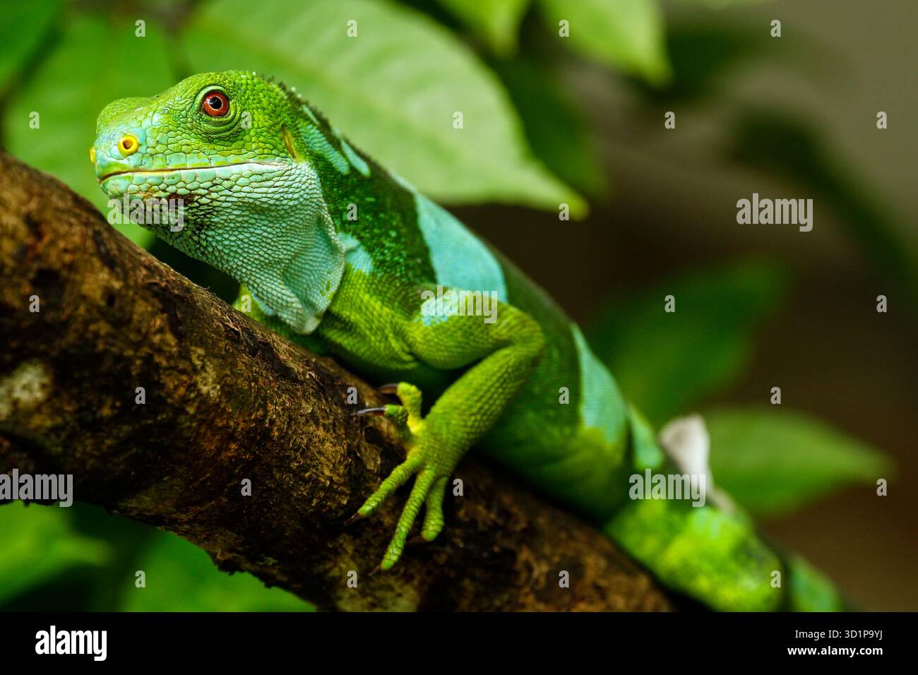 Männlicher Fidschi-Leguan (Brachylophus fasciatus) auf der Insel Viti Levu, Fidschi. Stockfoto