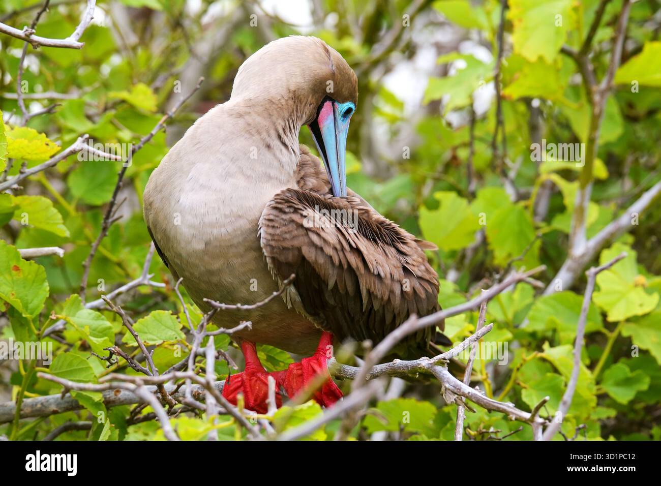 Rotfüßler (Sula sula) Preening-Federn Stockfoto