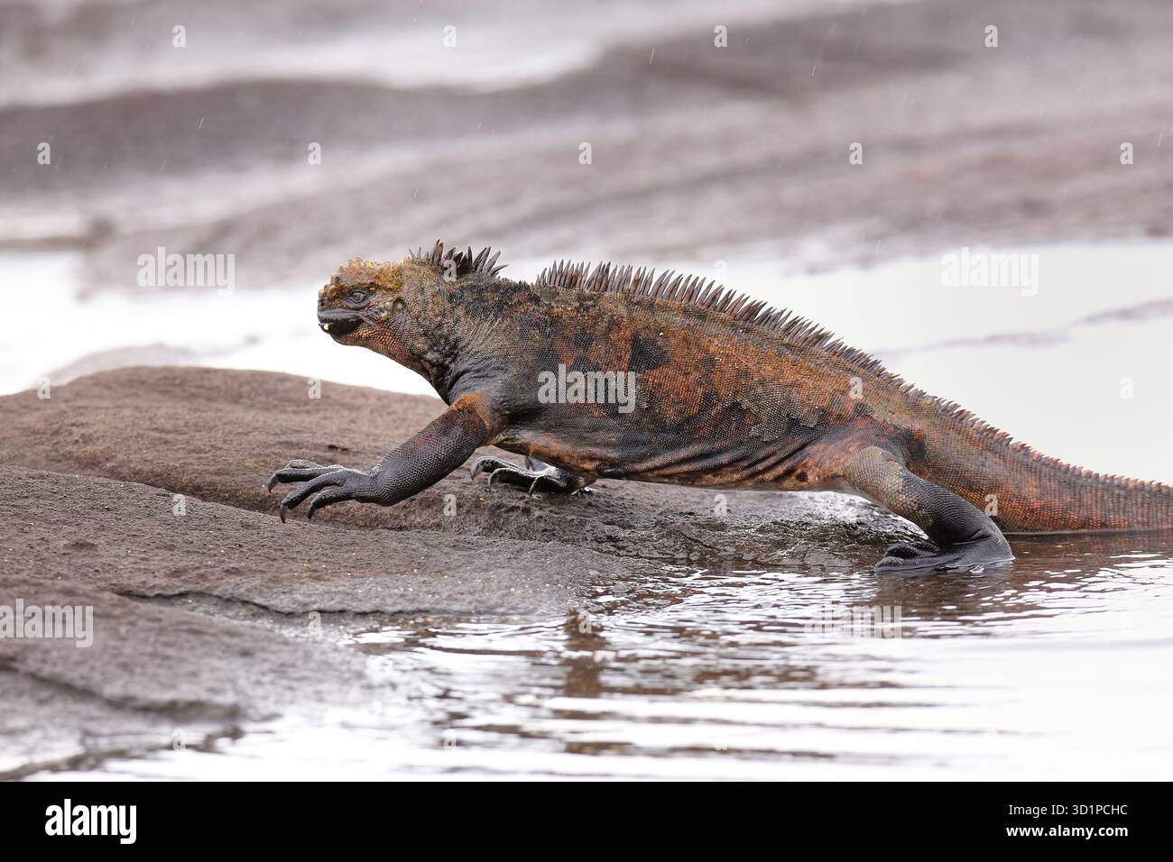 Meeresleguan aus dem Wasser auf Santiago Island, Galapagos National Park, Ecuador Stockfoto