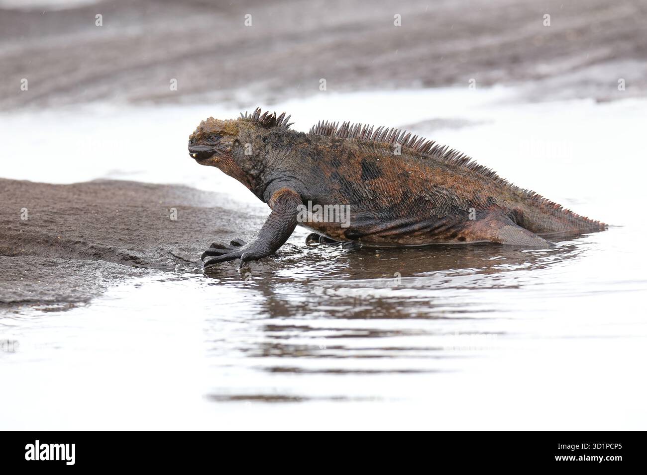 Meeresleguan aus dem Wasser auf Santiago Island, Galapagos National Park, Ecuador Stockfoto