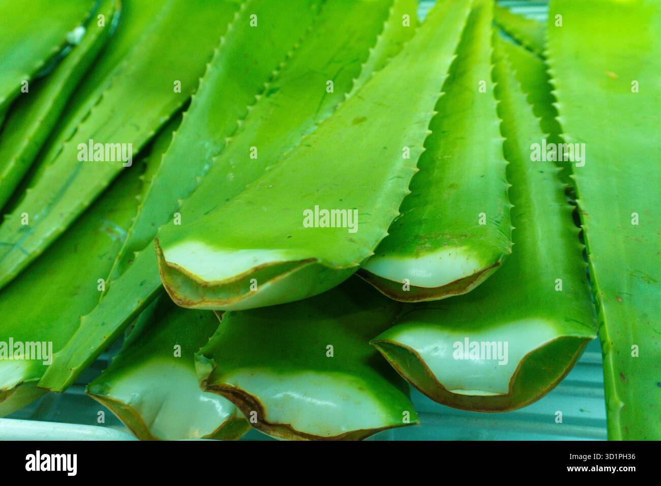 Ein Haufen grüner Aloe Vera Blätter. Einige sind aufgeschnitten. Einige sind ganz Stockfoto