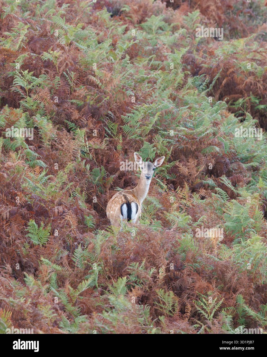 New Forest Junges Damhirsch in grünem und braunem Bracken Stockfoto