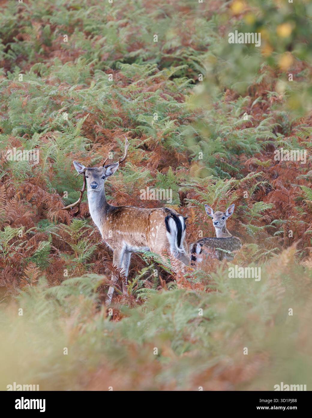 Zwei junge Damhirsche, einer mit gebrochenem Geweih im New Forest Stockfoto