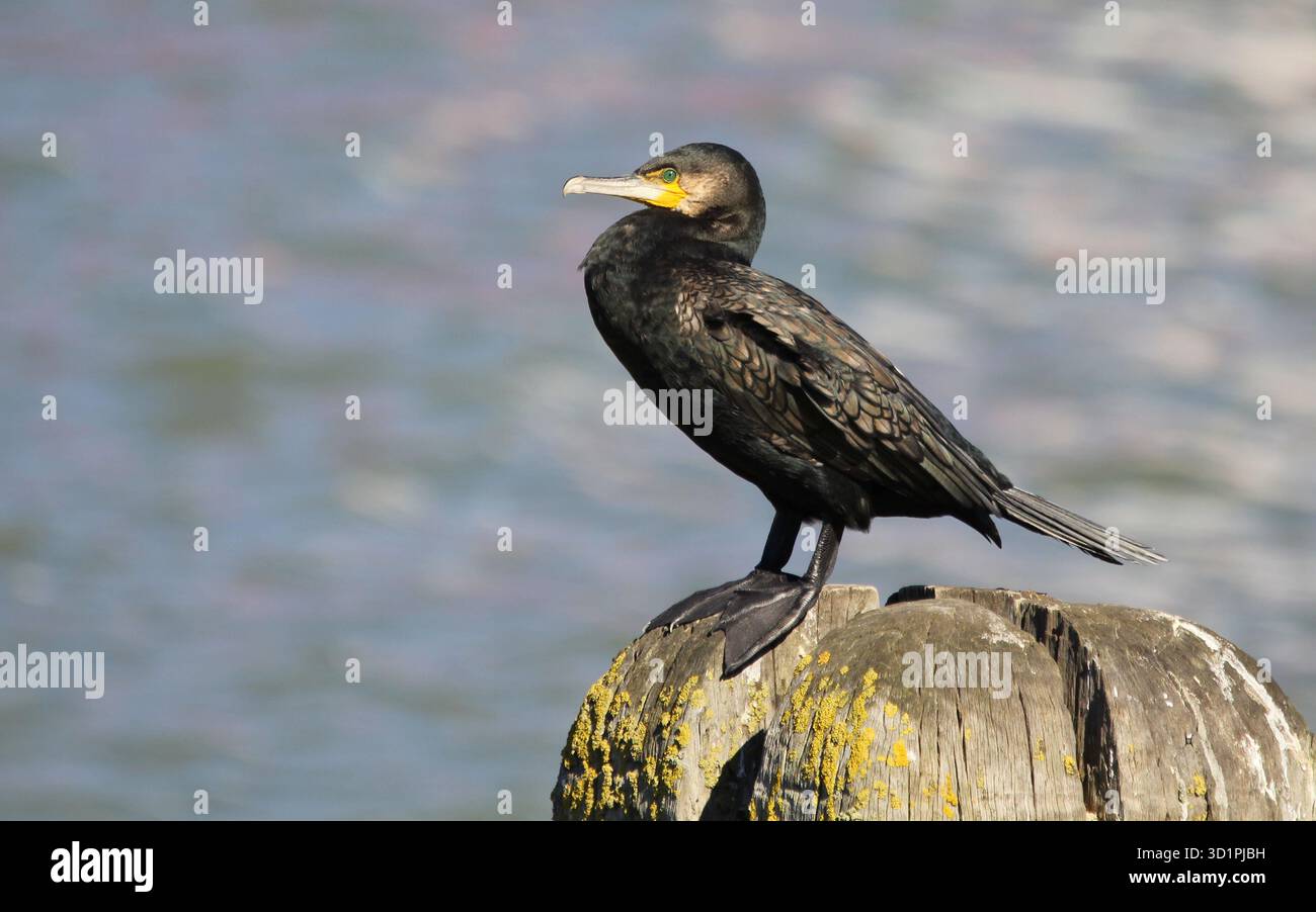 Kormoran, Phalacrocorax carbo, hoch oben. Aufgenommen in Suffolk, England. Stockfoto