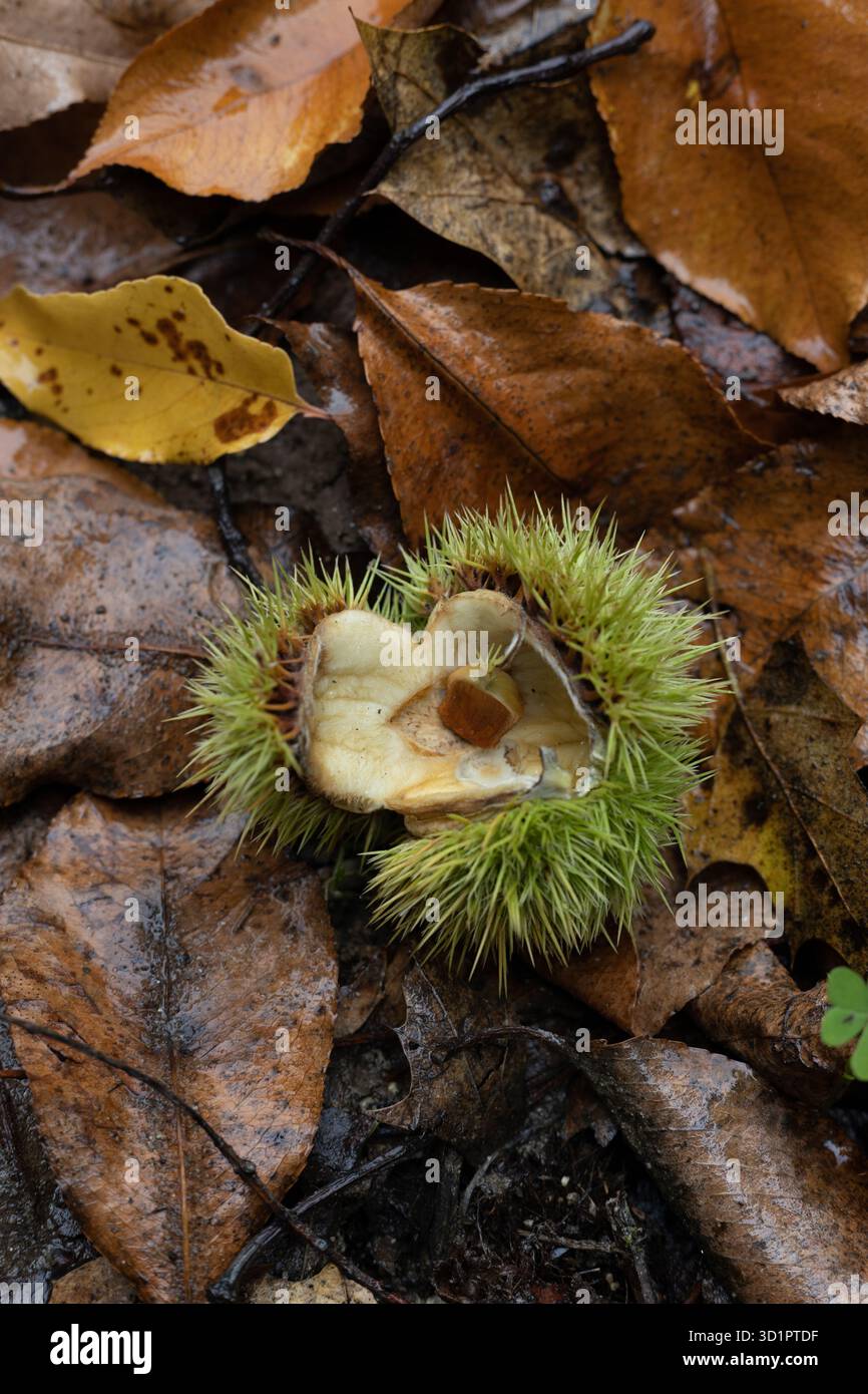 Samenkapsel von einem süßen Kastanienbaum, auf dem Boden. Stockfoto