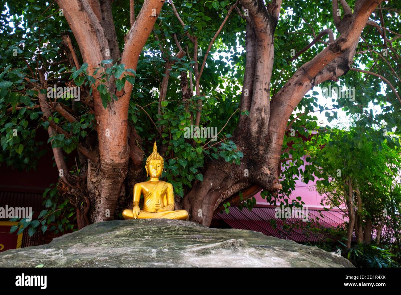 Goldener buddha unter einem Baum in einem wunderschönen Garten in Chiang Rai, Thailand Stockfoto