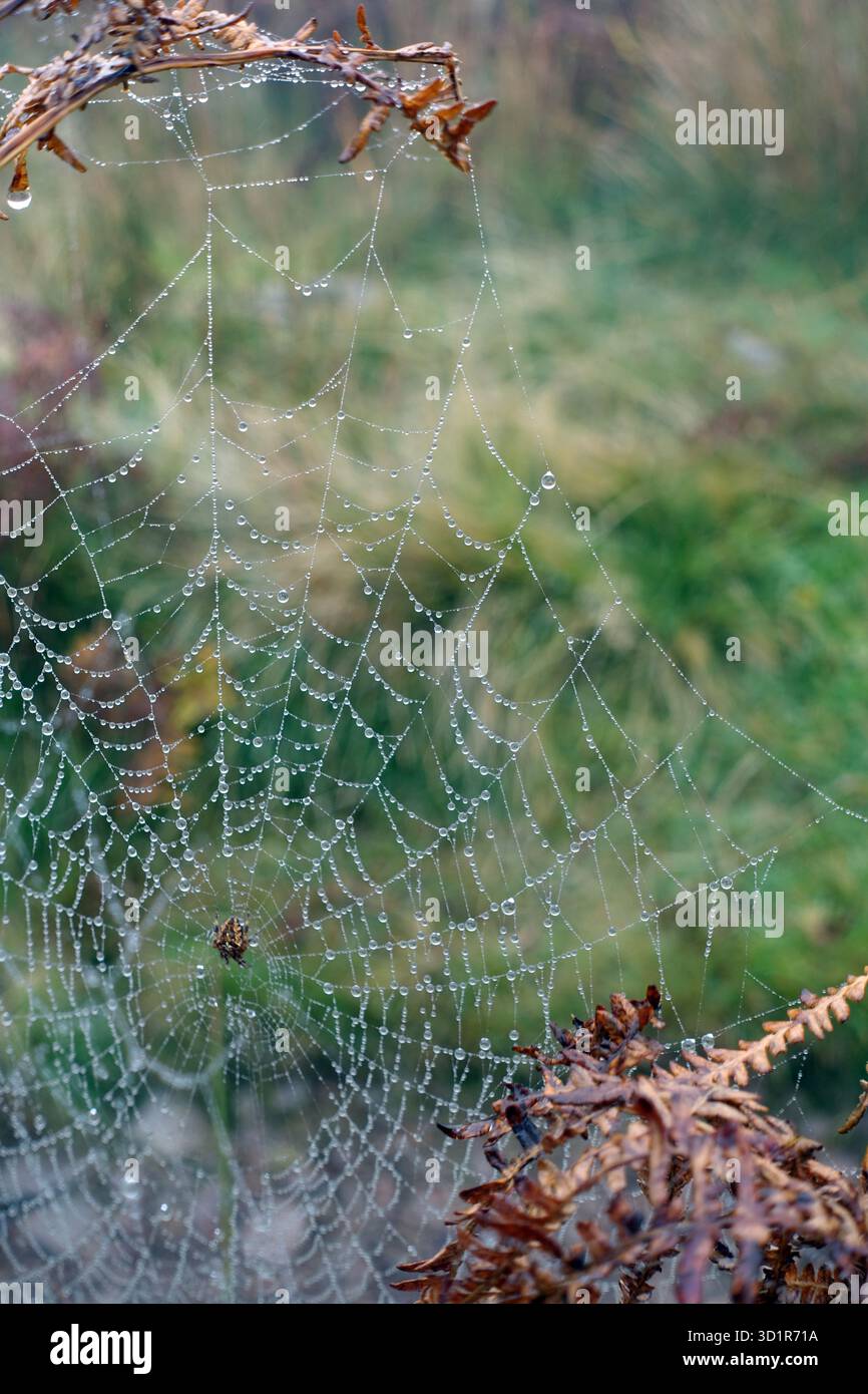 Spinnen Web mit Regentropfen auf Bracken in der Nähe des Gipfels des Wainwright „Helm Crag“ (der Haubitzer) in der Nähe von Grasmere im Lake District, Cumbria, Großbritannien Stockfoto