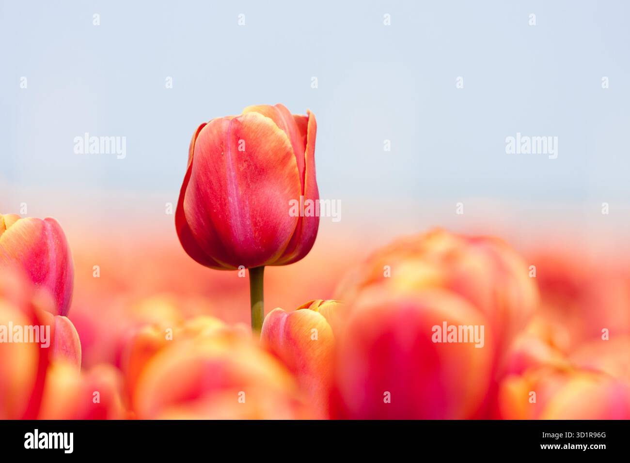 Rosa Tulpe mit einer selektiven Fokus und eine geringe Schärfentiefe fotografiert Stockfoto