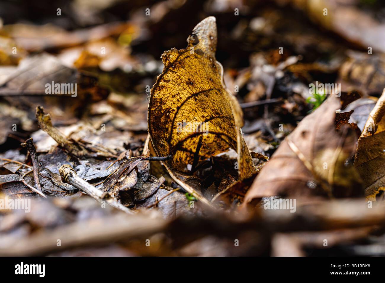 Bunte Herbstblätter verstreut über den Waldboden, die einen lebendigen Naturteppich schaffen. Warme Rot-, Gelb- und Orangetöne unterstreichen die Schönheit Stockfoto