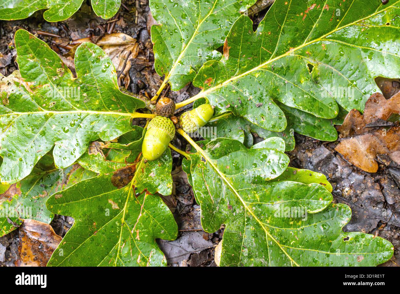 Bunte Herbstblätter verstreut über den Waldboden, die einen lebendigen Naturteppich schaffen. Warme Rot-, Gelb- und Orangetöne unterstreichen die Schönheit Stockfoto
