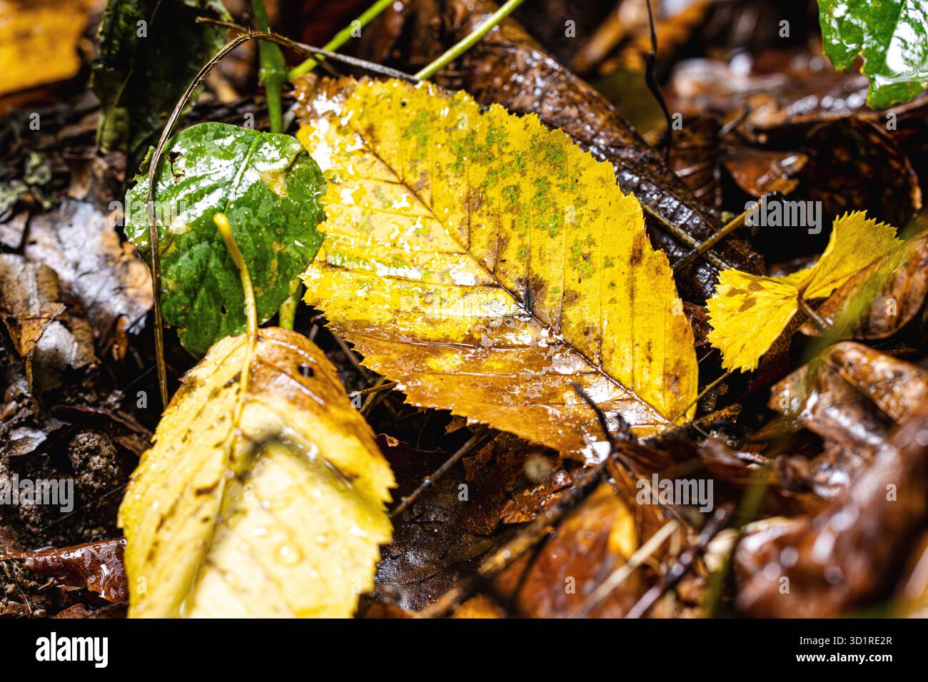 Bunte Herbstblätter verstreut über den Waldboden, die einen lebendigen Naturteppich schaffen. Warme Rot-, Gelb- und Orangetöne unterstreichen die Schönheit Stockfoto