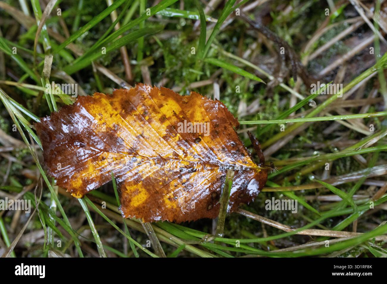 Bunte Herbstblätter verstreut über den Waldboden, die einen lebendigen Naturteppich schaffen. Warme Rot-, Gelb- und Orangetöne unterstreichen die Schönheit Stockfoto