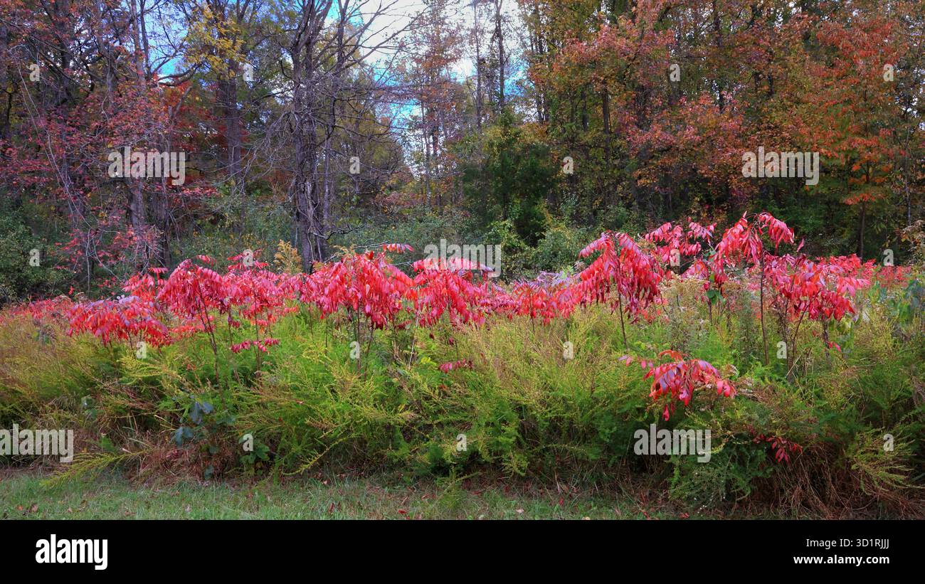 Sumakbüsche werden im Herbst leuchtend rot, orange und lila-rot. Hier haben wir Sumak in knallroten Farben, Grün im Vordergrund und Bäume in Stockfoto