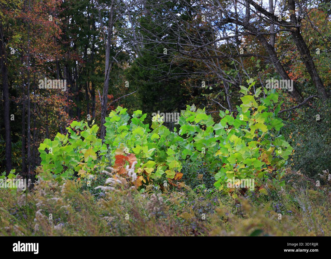 Ahornbaumsetzlinge mit hellgrünen Blättern, die im Herbst von einer Gruppe von Unkrautpflanzen am Rande eines Waldes auftauchen. Stockfoto