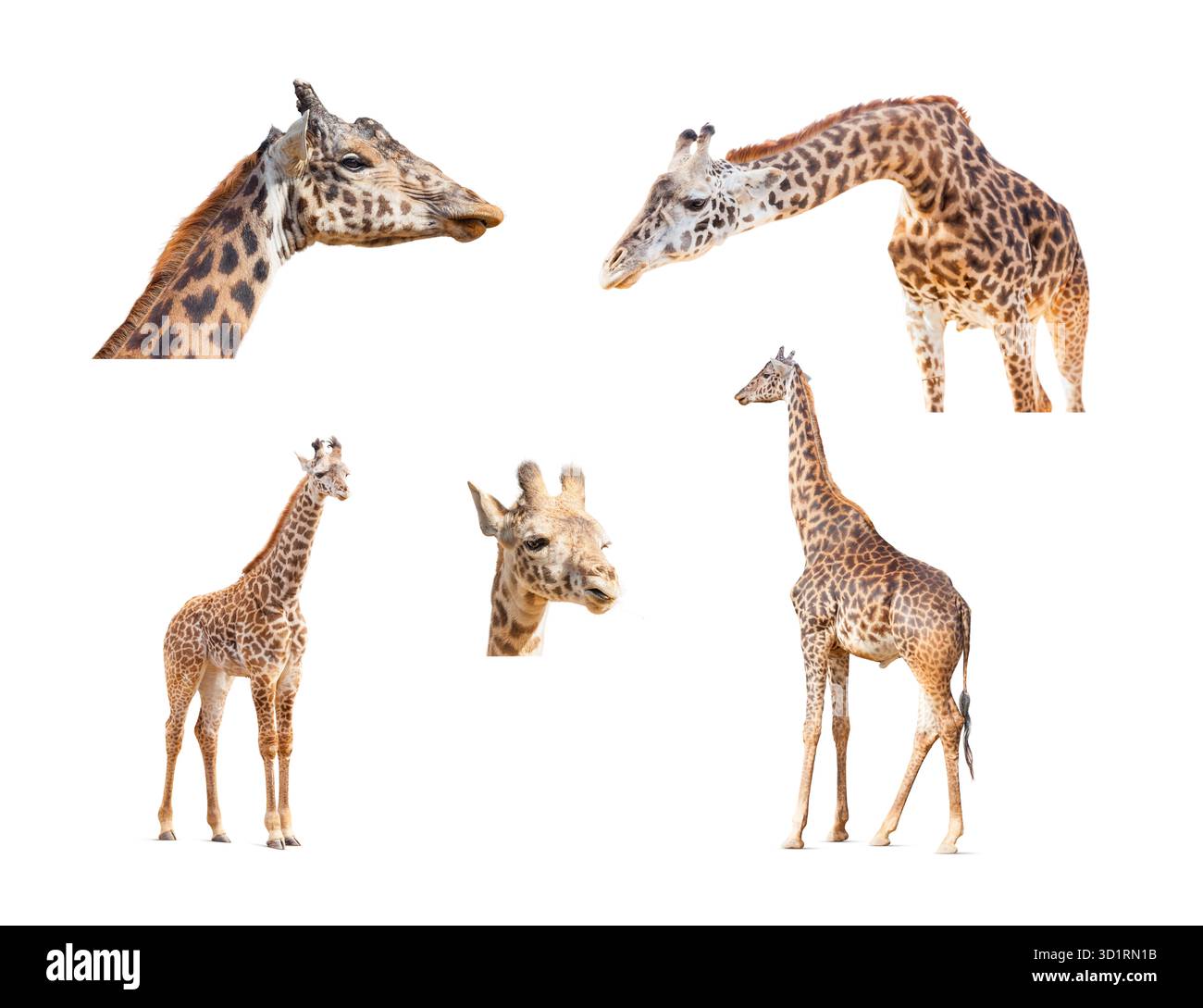 116+ Megapixel Giraffe Sortensammlung isoliert auf weißem Hintergrund Stockfoto