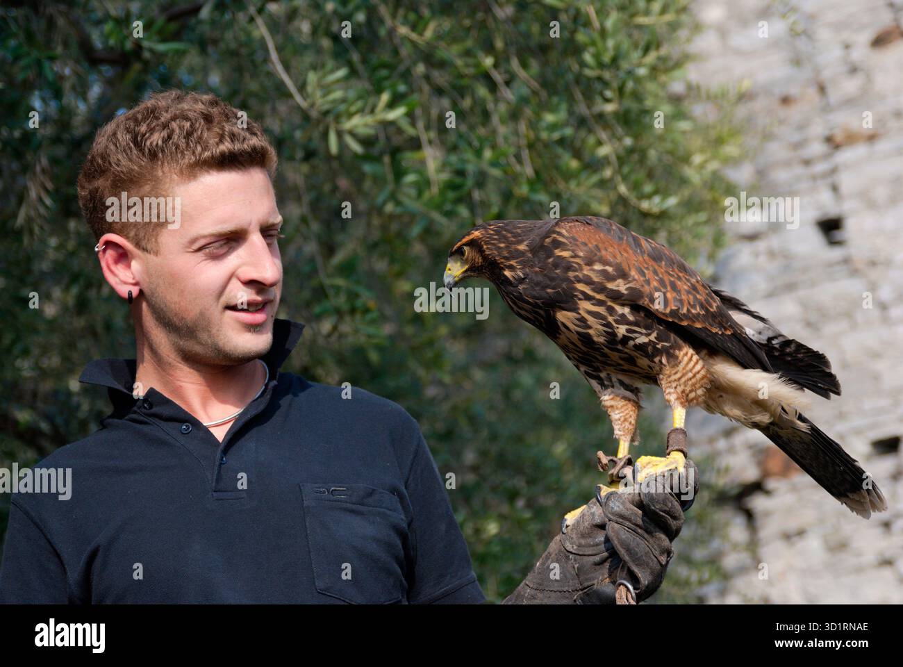 Mann mit einem FalconPerched am Handschuh Stockfoto