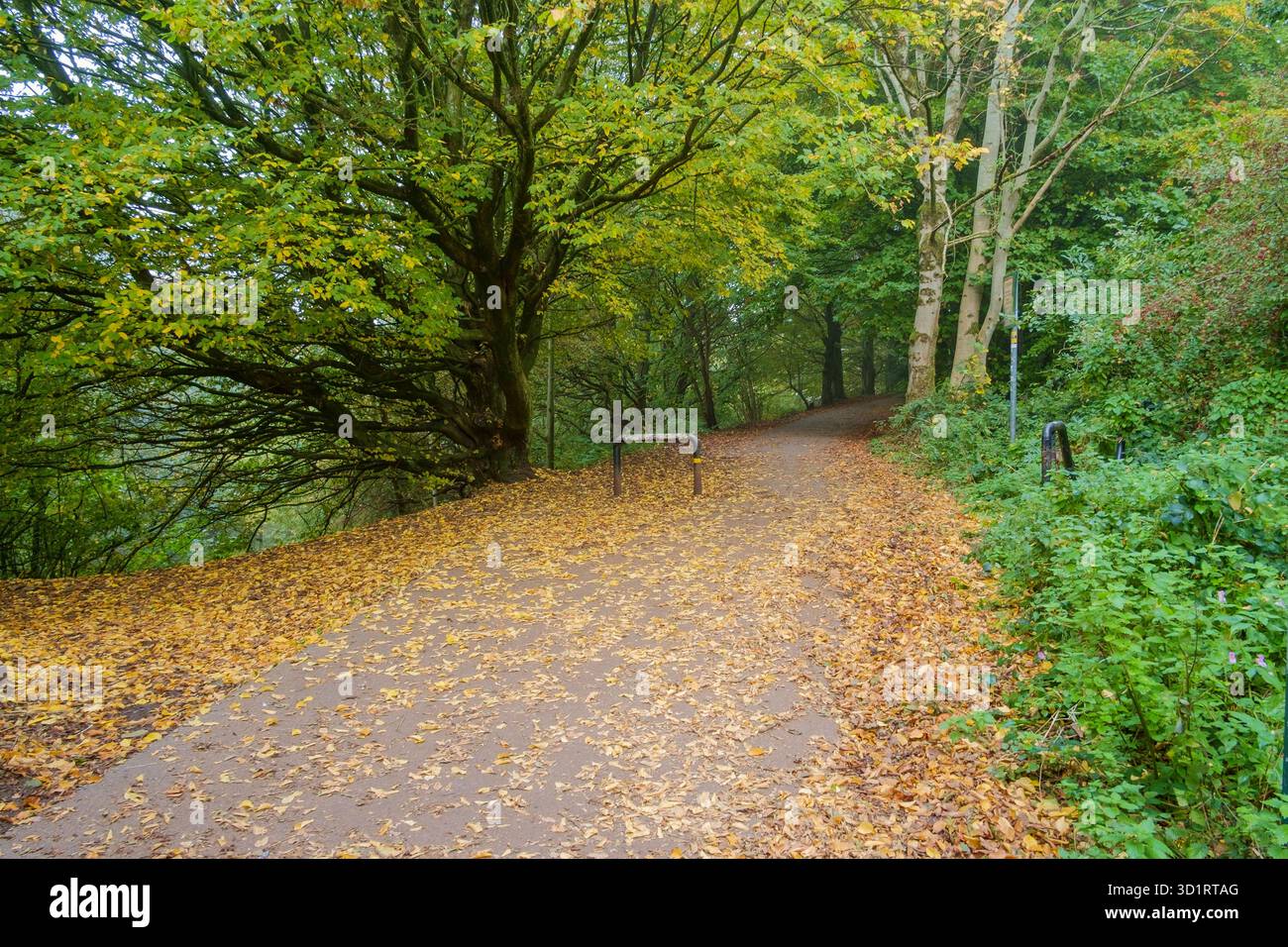 Eine alte Eisenbahnstrecke im Kirklees-Tal. Herbstlicht mit goldenen Blättern auf dem Boden. Stockfoto
