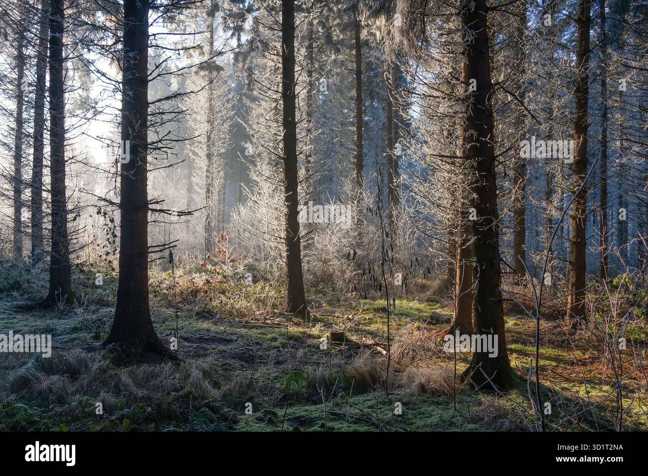 Winterlandschaft, Bäume im Wald mit Reif bedeckt Stockfoto