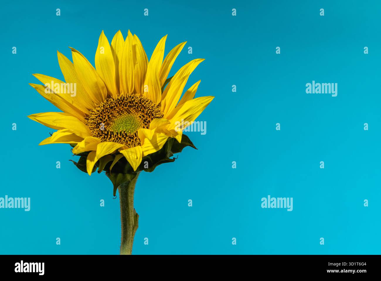 Gelbe Sonnenblume auf blauem Hintergrund Stockfoto