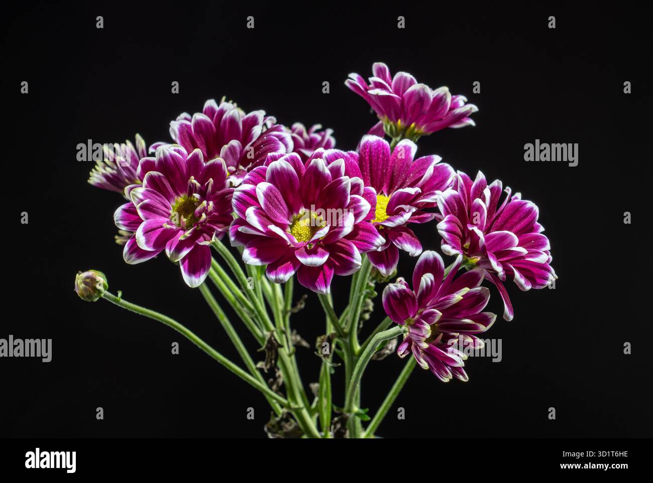 Lila Chrysantheme auf schwarzem Hintergrund Stockfoto