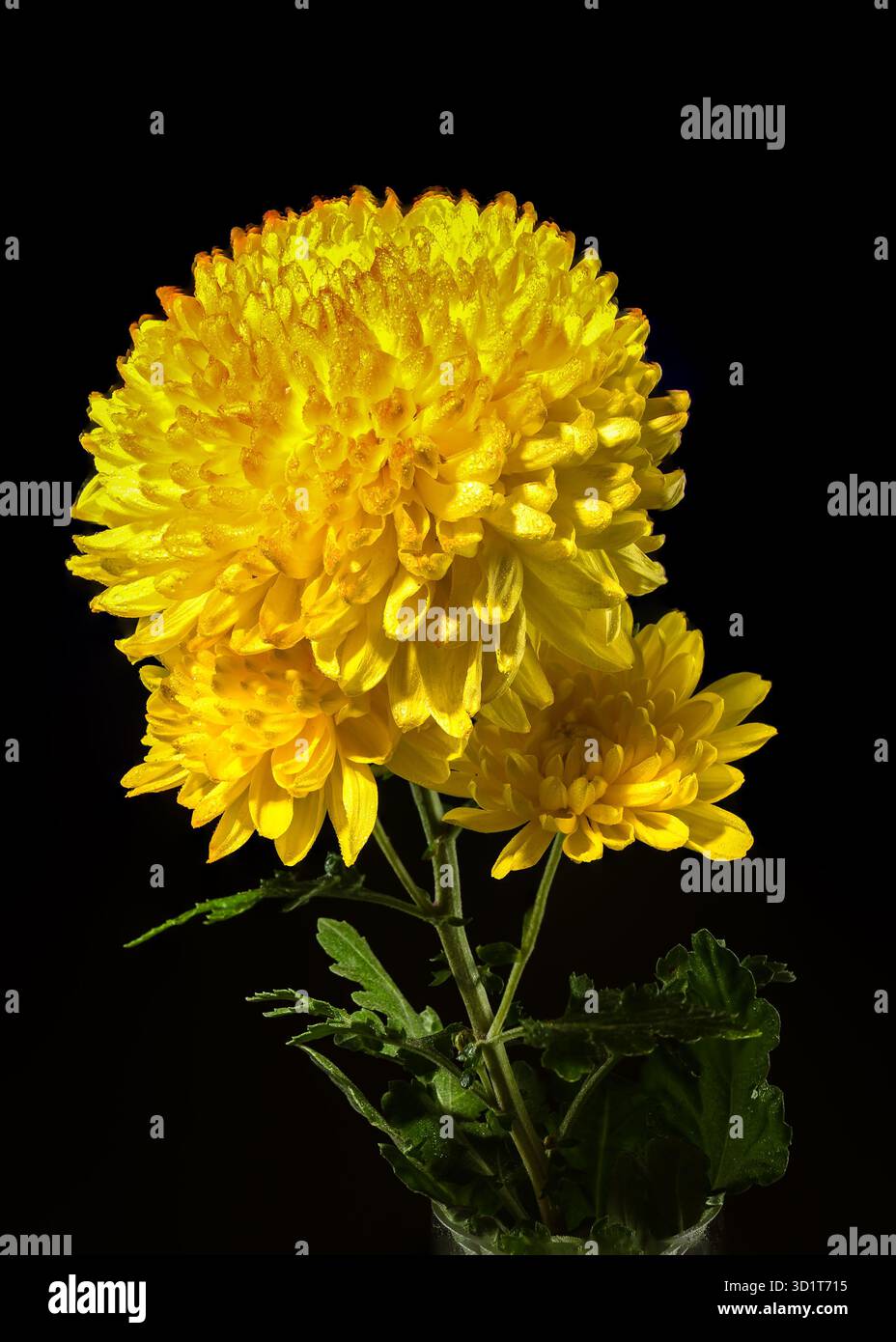 Chrysantheme Safari Orange auf schwarzem Hintergrund Stockfoto