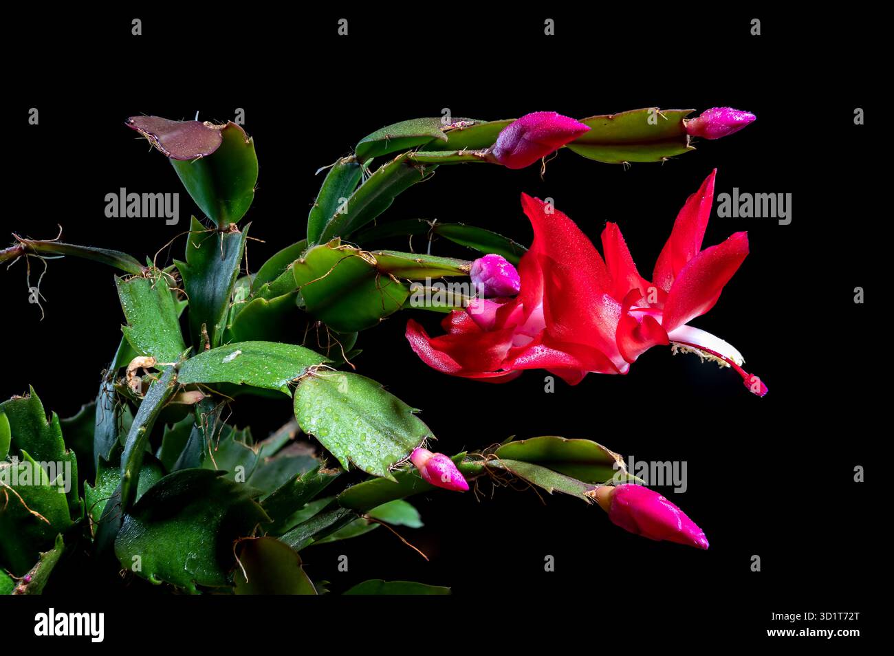 Wunderschöner Schlumbergera-Kaktus mit rosa Blüten und grünen Blättern Stockfoto