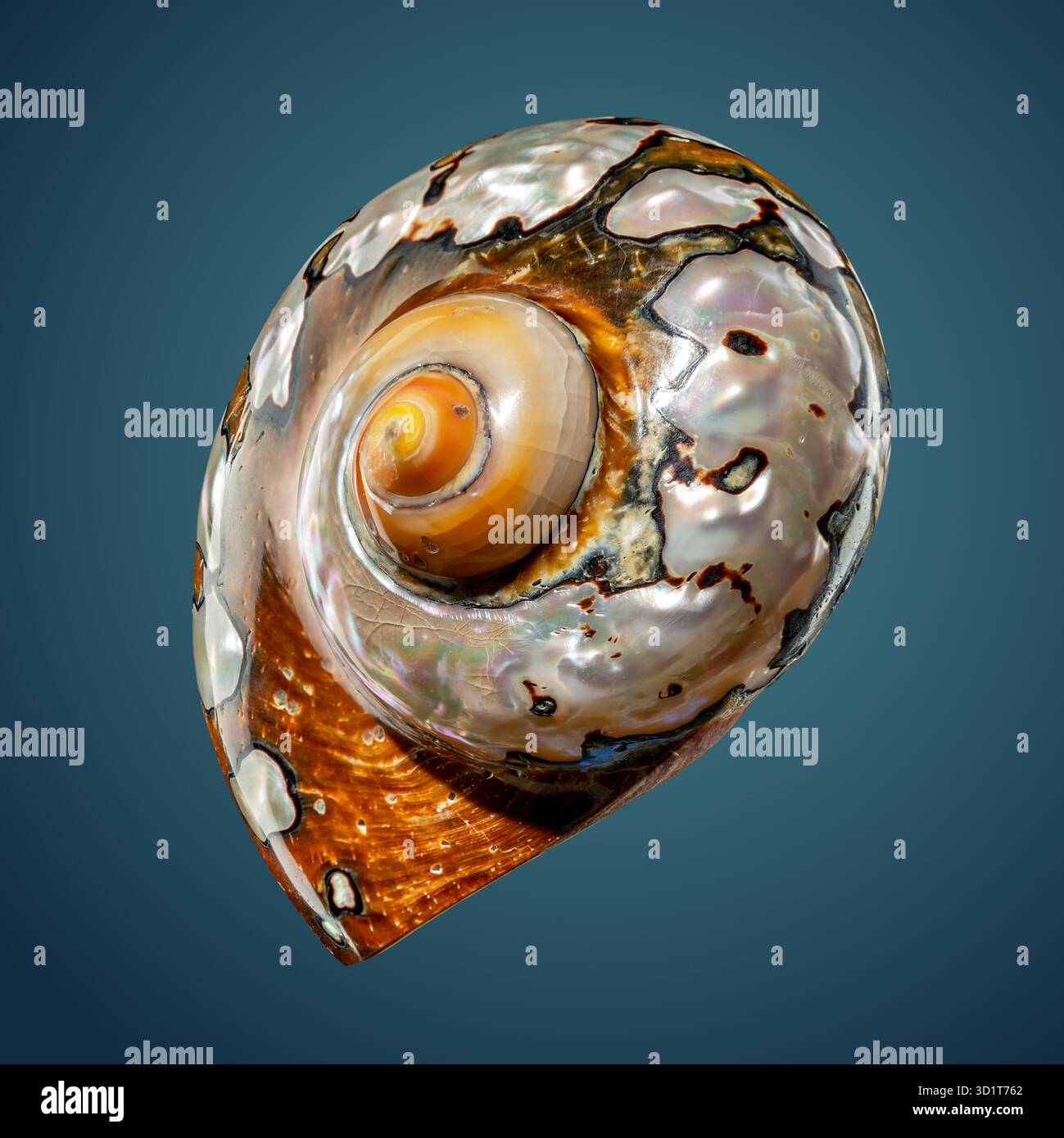 Südafrikanische Turban Shell auf blauem Hintergrund Stockfoto