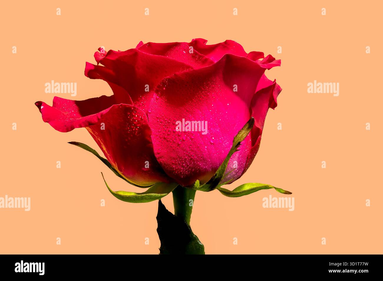 Rote Teerose auf gelbem Hintergrund Stockfoto