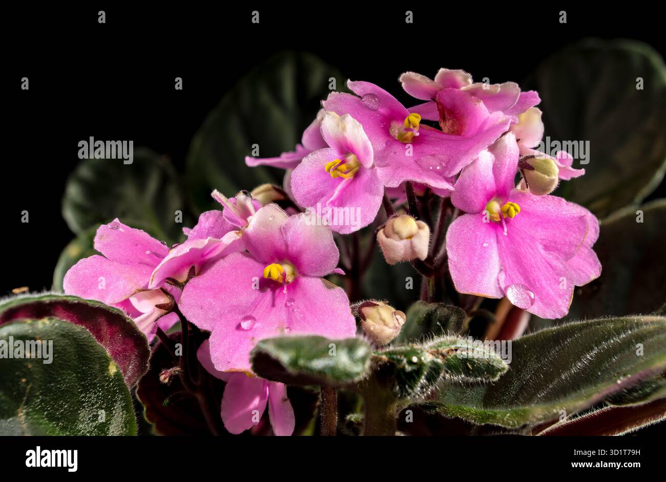 Rosa Viola Blumen auf schwarzem Hintergrund Stockfoto