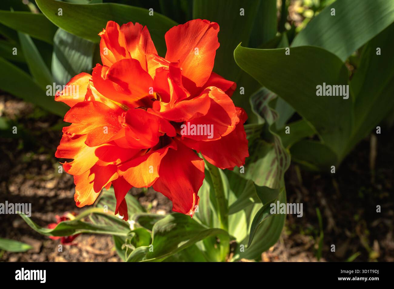 Frühlingsblumen und Pflanzen in einem botanischen Garten Stockfoto