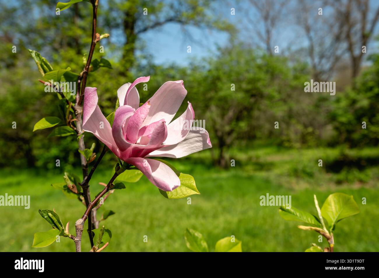 Frühlingsblumen und Pflanzen in einem botanischen Garten Stockfoto