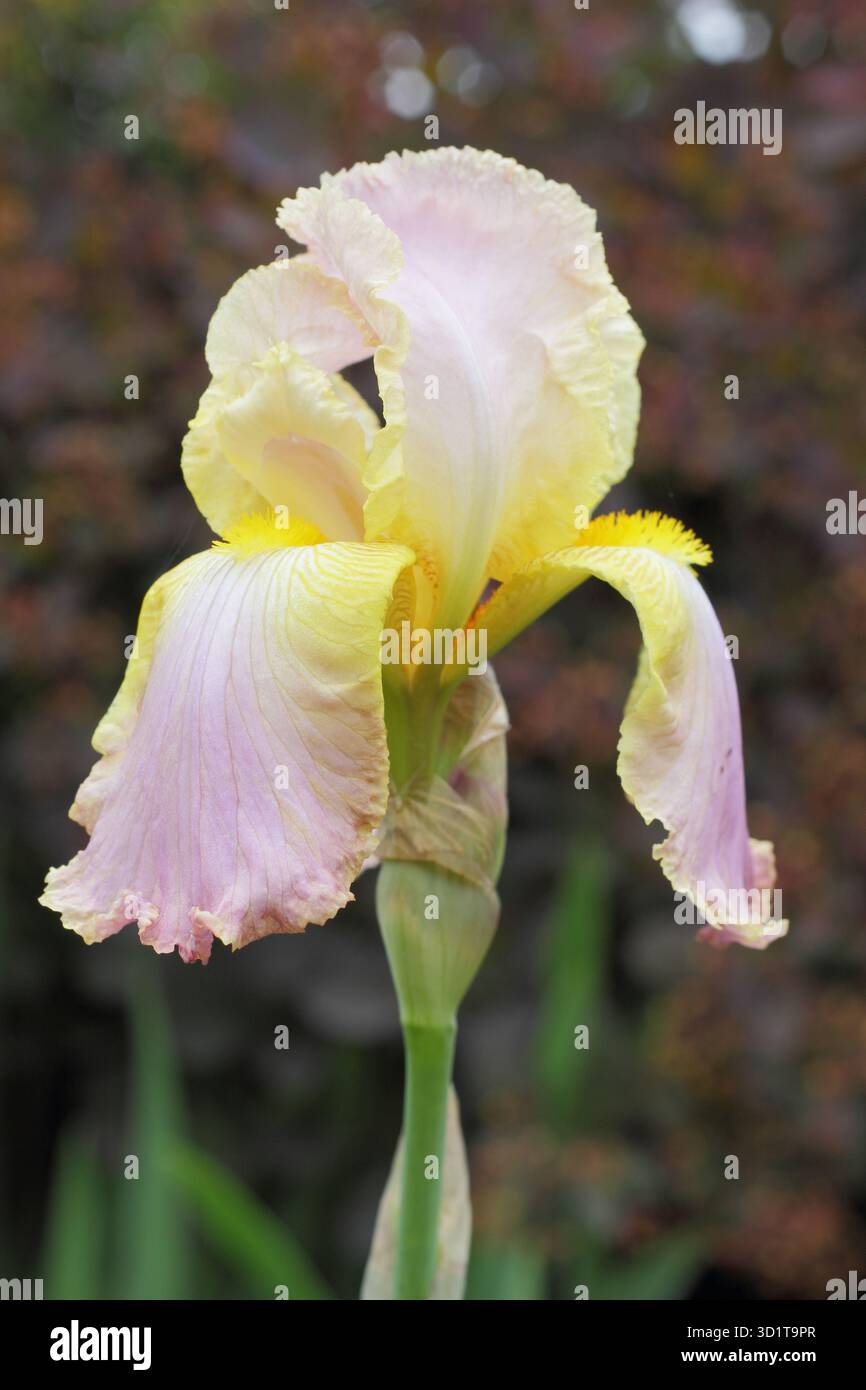 Hochbärtige Iris Chantilly, blassrosa Blüten im späten Frühling, Frühsommer Stockfoto