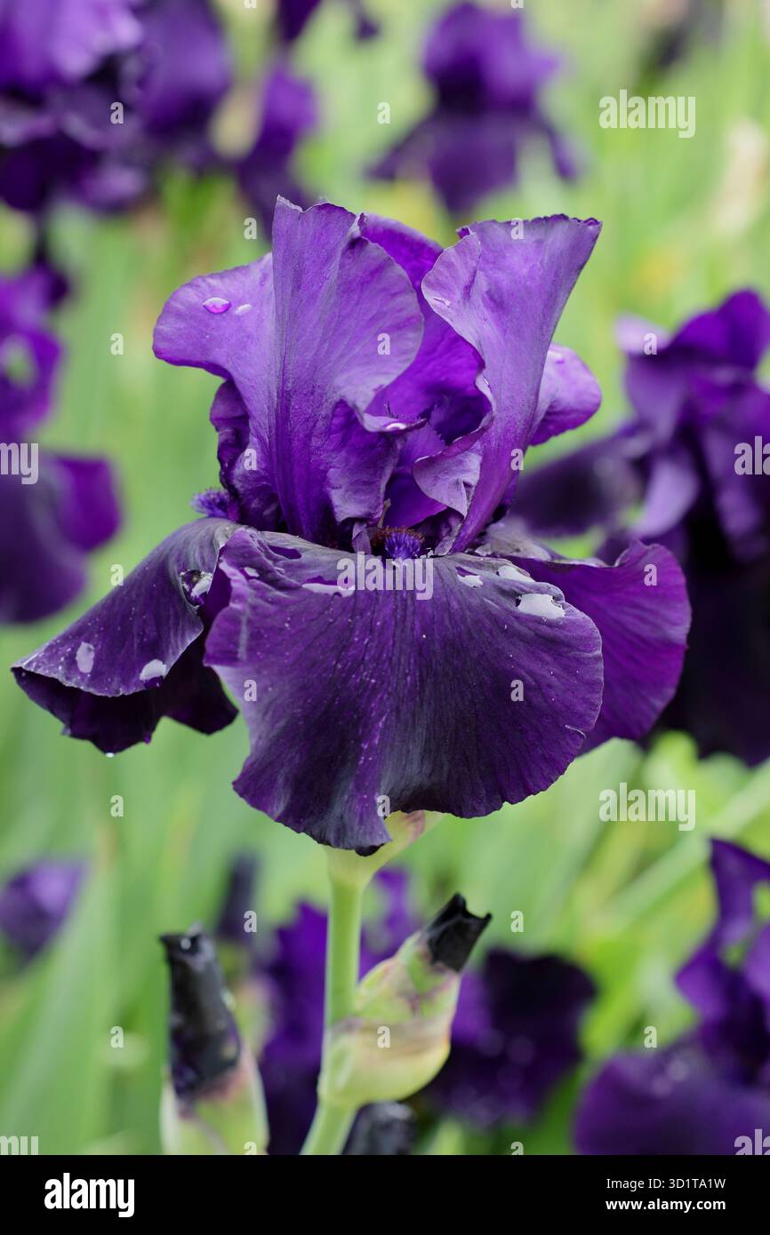 Iris Draco. Die hohe bärtige Iris „Draco“ besticht im späten Frühling und Frühsommer mit tiefvioletten Blüten. UK Stockfoto