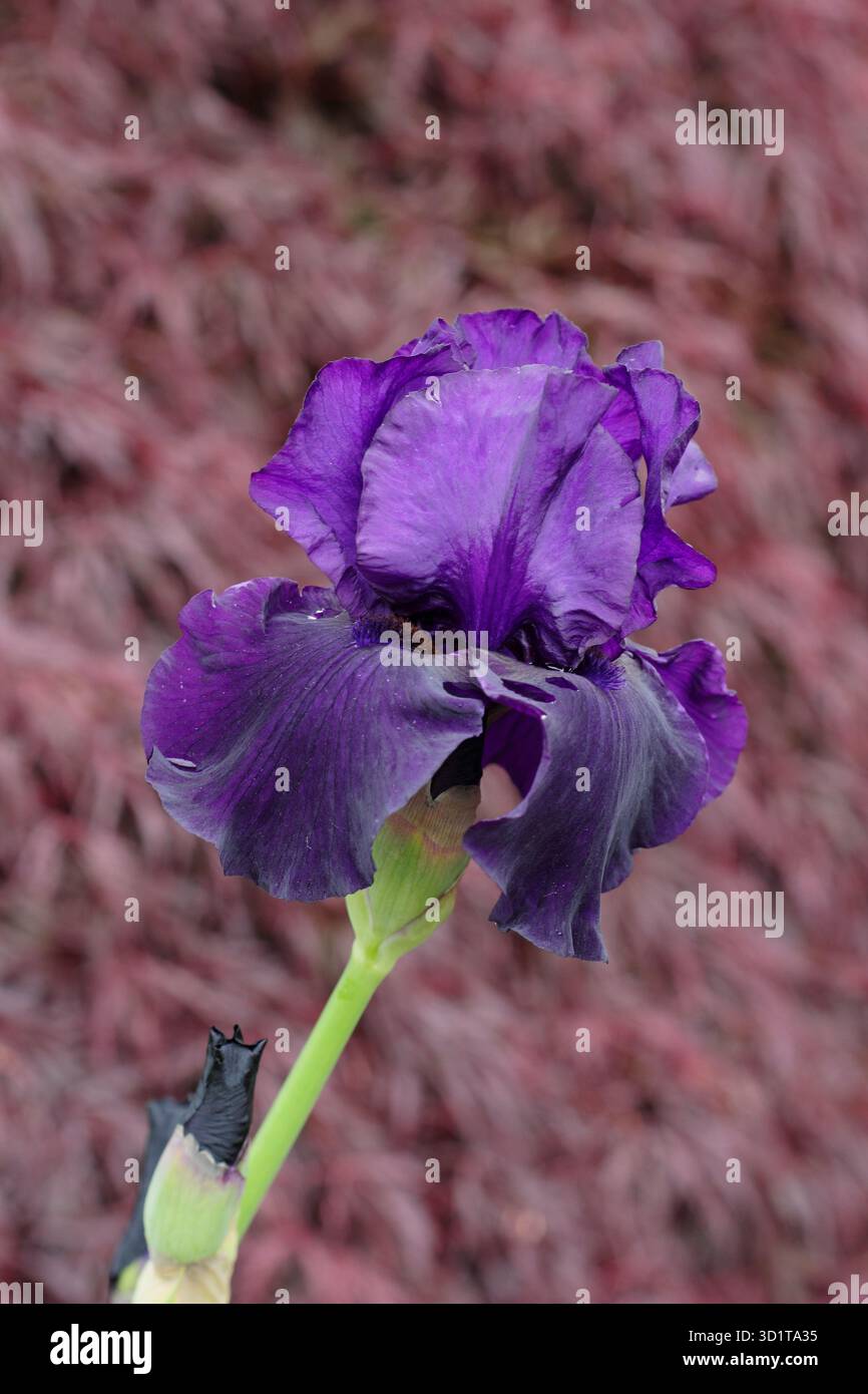 Iris Draco. Die hohe bärtige Iris „Draco“ besticht im späten Frühling und Frühsommer mit tiefvioletten Blüten. UK Stockfoto