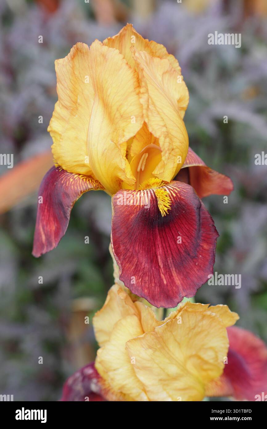 Iris germanica „Sultan's Palace“, hohe bärtige Iris mit markanten kastanienbraunen und goldenen Blüten. Stockfoto