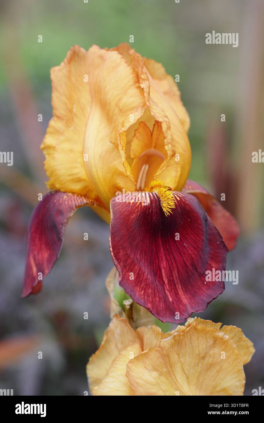 Iris germanica „Sultan's Palace“, hohe bärtige Iris mit markanten kastanienbraunen und goldenen Blüten. Stockfoto