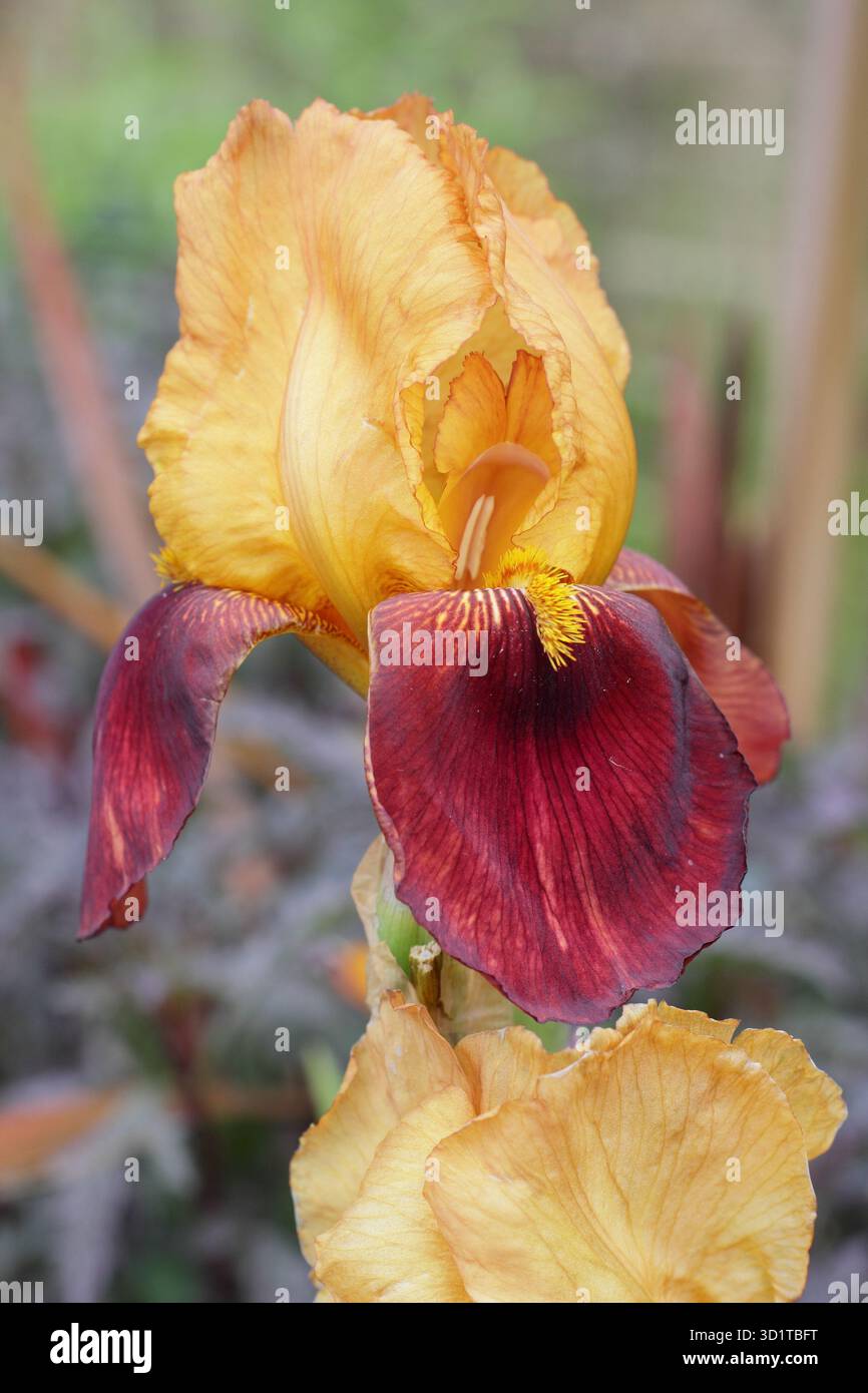 Iris germanica „Sultan's Palace“, hohe bärtige Iris mit markanten kastanienbraunen und goldenen Blüten. Stockfoto